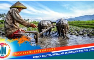 Pertanian dan Peternakan Jadi Sektor Unggulan Penggerak Ekonomi Desa Suka Damai