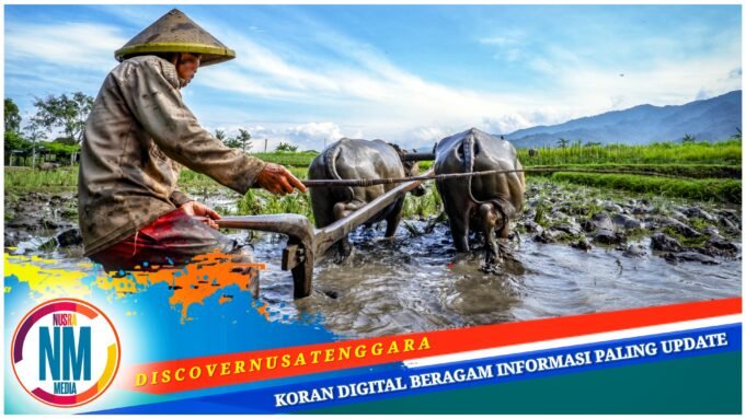 Pertanian dan Peternakan Jadi Sektor Unggulan Penggerak Ekonomi Desa Suka Damai