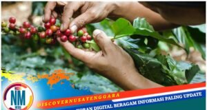 Kopi Jadi Penggerak Ekonomi Masyarakat Bao Besa Sumbawa