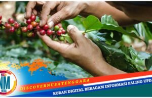 Kopi Jadi Penggerak Ekonomi Masyarakat Bao Besa Sumbawa