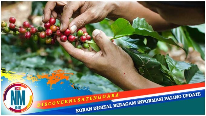 Kopi Jadi Penggerak Ekonomi Masyarakat Bao Besa Sumbawa