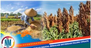 Padi, Sorgum hingga Palawija Jadi Andalan Desa Boak Sumbawa