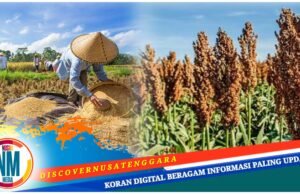 Padi, Sorgum hingga Palawija Jadi Andalan Desa Boak Sumbawa