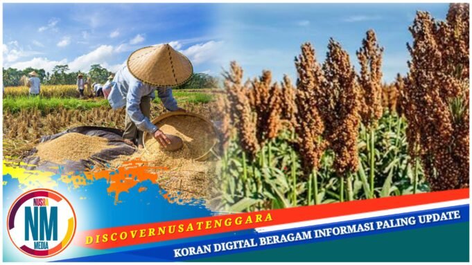 Padi, Sorgum hingga Palawija Jadi Andalan Desa Boak Sumbawa