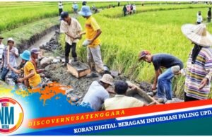 Sumbawa Bangun 298 Infrastruktur Pertanian di Wilayah Kering, Ini Tanggapan Pemprov NTB