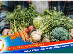 Dukung Program MBG, Sumbawa Butuh 3 Ton Sayur Perharinya