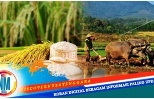 Dinilai Miliki Potensi Besar, Pemerintah Bakal Kembangkan Pertanian dan Peternakan Lunyuk