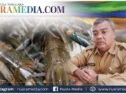 Dislutkan Sumbawa Pastikan Ekspor Benih Lobster Ilegal Tanpa SKA