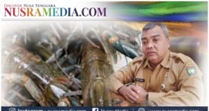 Dislutkan Sumbawa Pastikan Ekspor Benih Lobster Ilegal Tanpa SKA