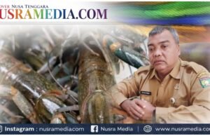 Dislutkan Sumbawa Pastikan Ekspor Benih Lobster Ilegal Tanpa SKA